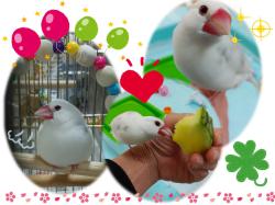 譲り受けた文鳥の写真