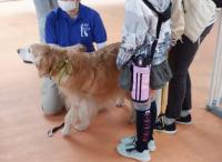 犬とのふれあいイベント開催時の写真2