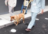 犬のお散歩体験開催時の写真