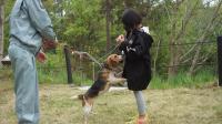 「モデル犬とのふれあい体験」の様子