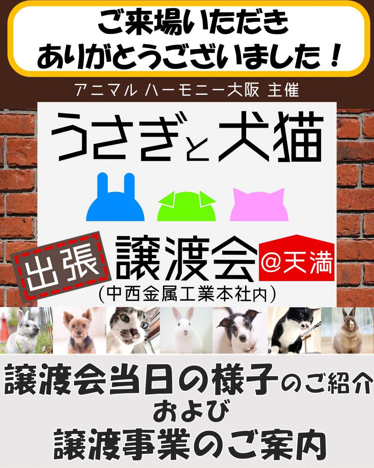うさぎと犬猫出張譲渡会の様子
