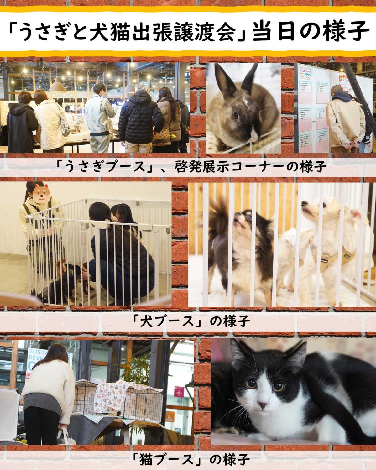 うさぎと犬猫出張譲渡会の様子2.