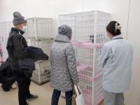 猫の譲渡会の様子3