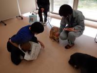 犬の譲渡会の様子2