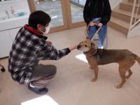 犬の譲渡会の様子3