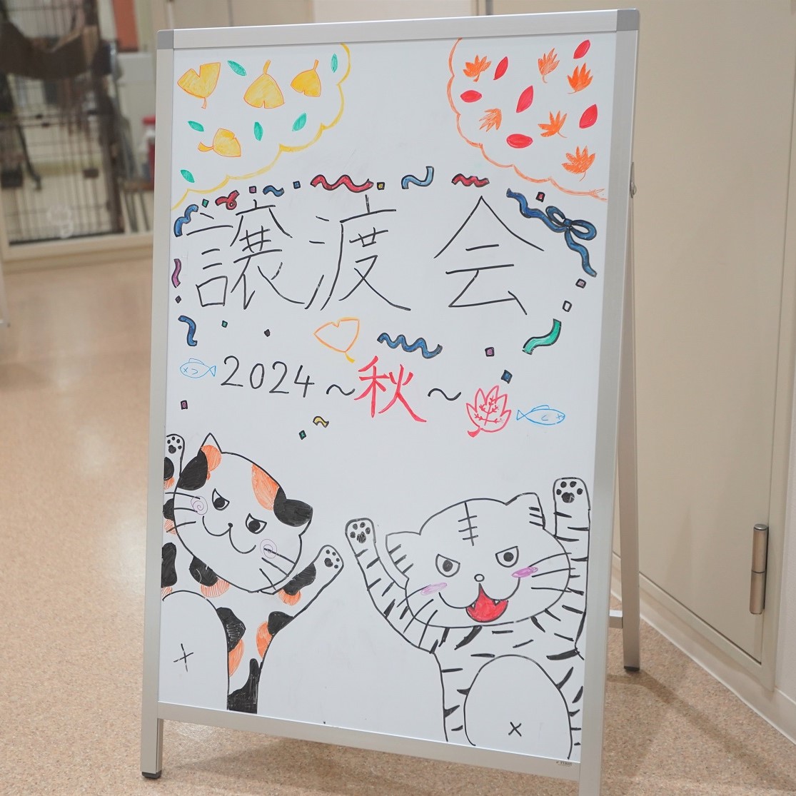 猫の譲渡会1