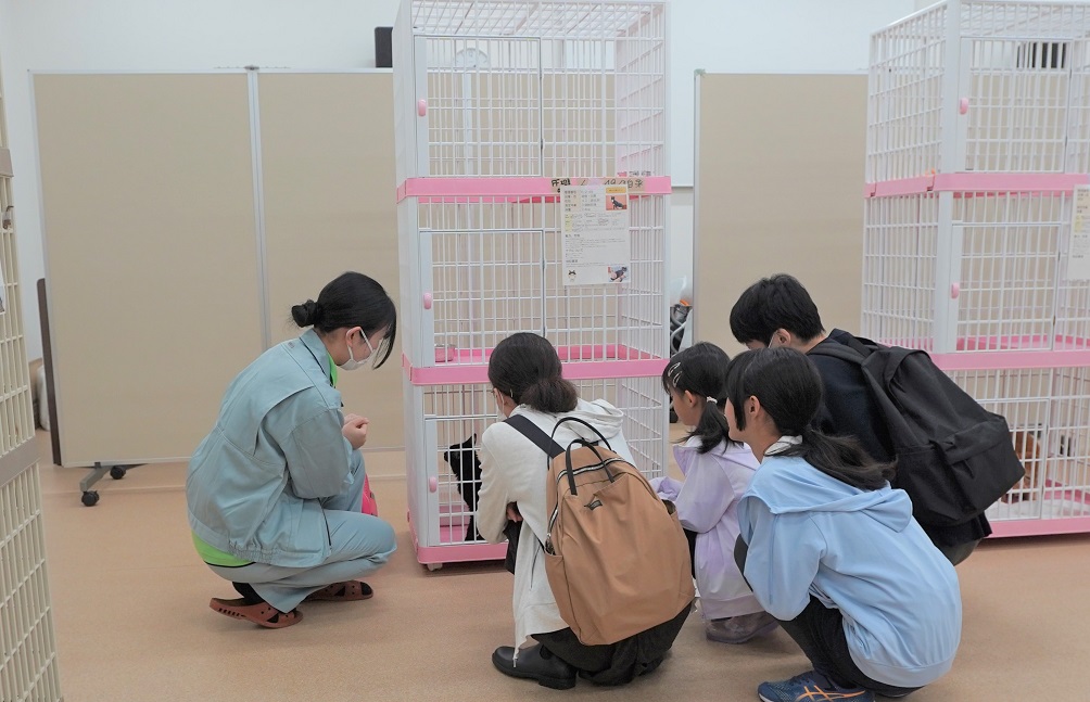 猫の譲渡会3