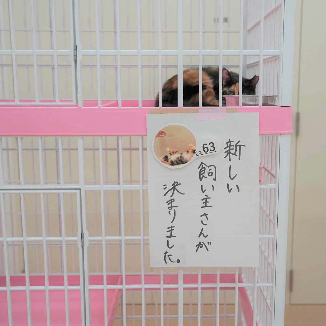 猫の譲渡会4
