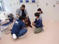 譲渡犬同窓会の様子1