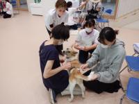 譲渡犬同窓会の様子3