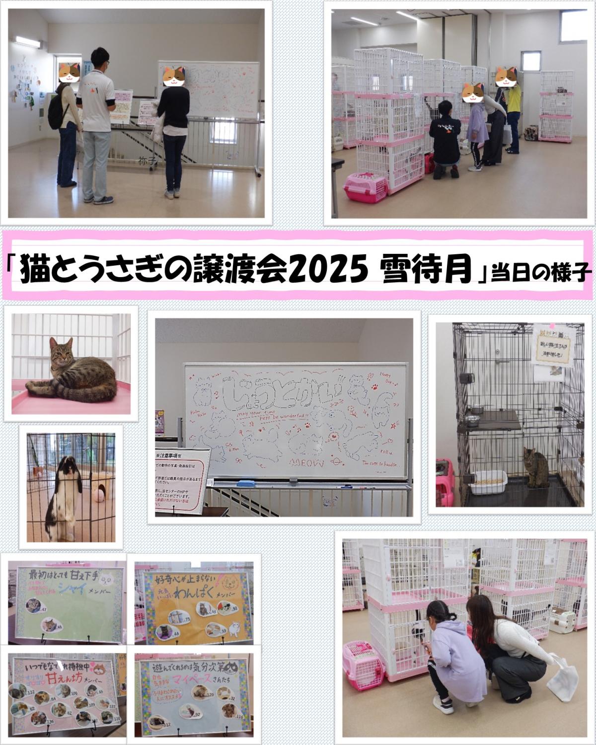 kaisaihoukoku2025nekousagi