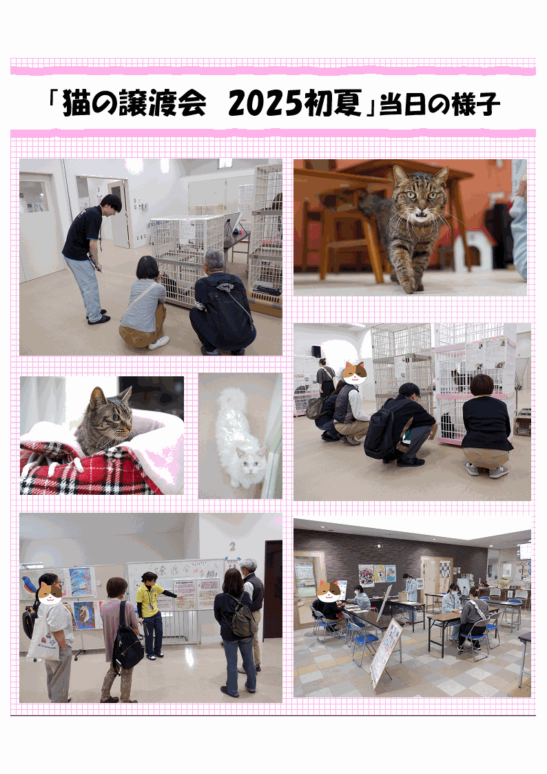 猫の譲渡会2025初夏
