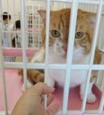 猫譲渡会場の様子2
