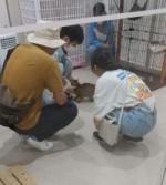 猫譲渡会場の様子3