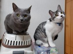 譲り受けた動物の写真2