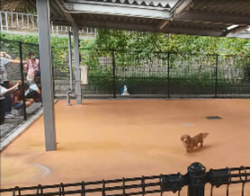 譲渡対象犬紹介の様子2