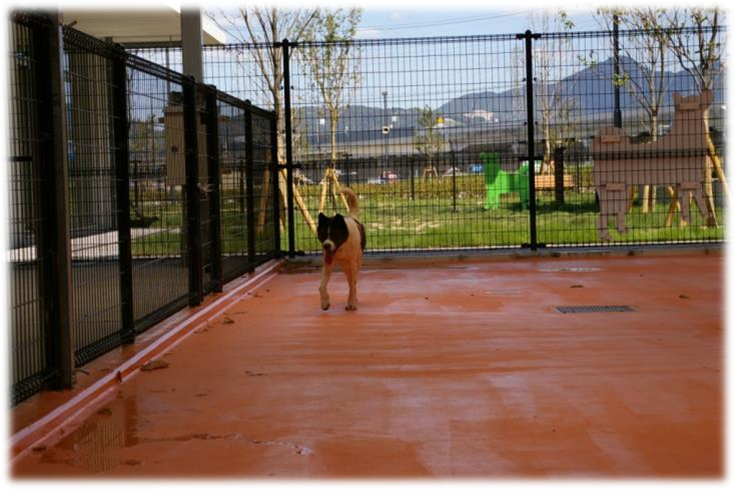 犬の運動場