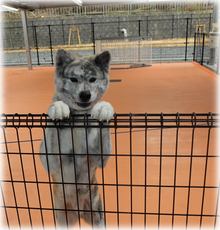 犬の運動場