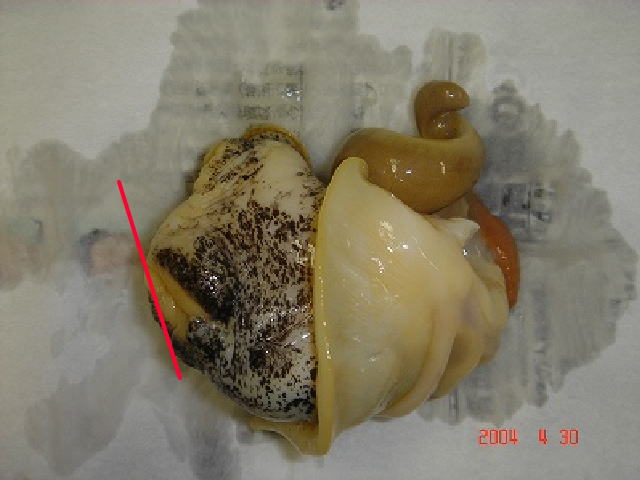 バイ貝処理手順の写真1