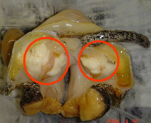 バイ貝処理手順の写真2