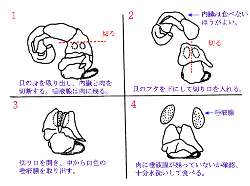 バイ貝の処理方法のイラスト
