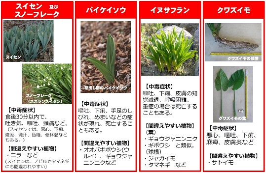 有毒植物の例の画像です。