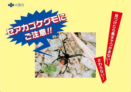 セアカゴケグモにご注意（表紙）