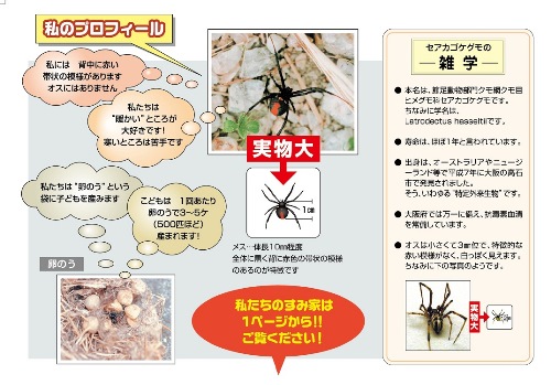 セアカゴケグモにご注意（表紙うら）