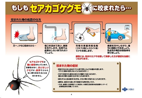 セアカゴケグモにご注意（咬まれたら）