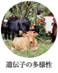 遺伝子の多様性