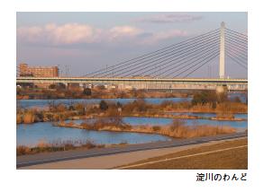 淀川のわんどの写真