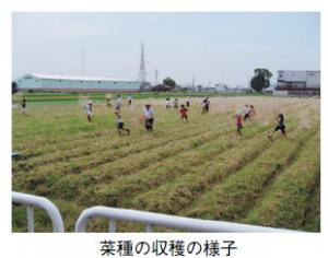 菜種の収穫の様子