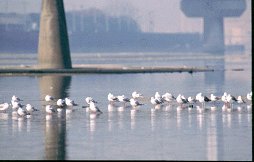 Photo: Yurikamome in the Yamato river