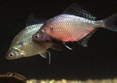 Itasenpara