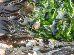 小島自然海浜保全地区　ヤドカリ