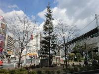 京阪森口駅前のシンボルツリー