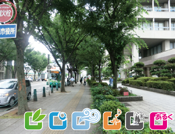 高槻市役所前のけやき通り