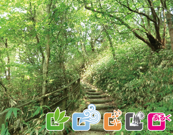 和泉葛城山ブナ林