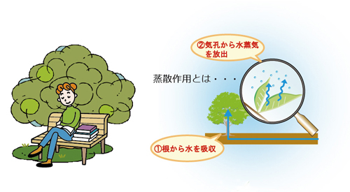涼しさを提供する効果