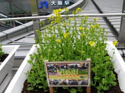 カリヨン広場の菜の花写真2