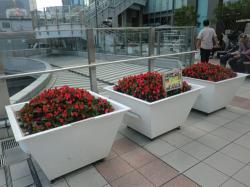 カリヨン広場花壇の写真2