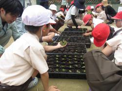 中津小のベゴニア移植作業写真2