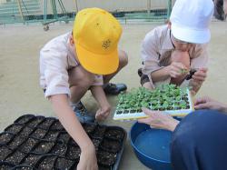 中津小10月移植作業の写真2