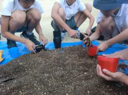 扇町小学校10月移植作業3