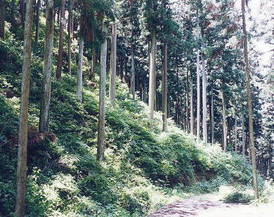 治山事業により整備された森林の写真