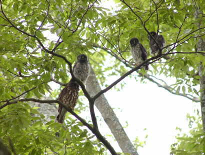 アオバズクの写真
