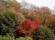 彩りの森づくりの写真