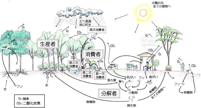 生態系のイメージ