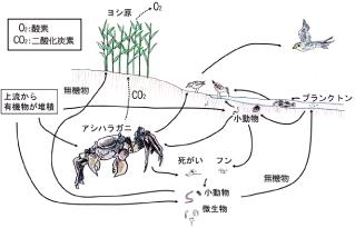 河口干潟のイメージ