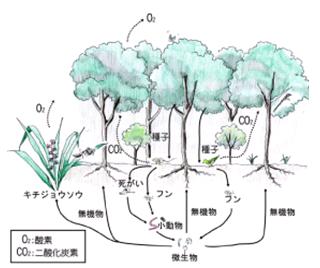 照葉樹林のイメージ